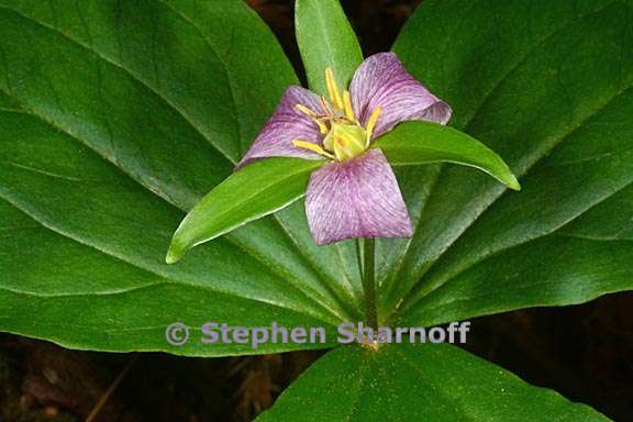 trillium ovatum 6 graphic